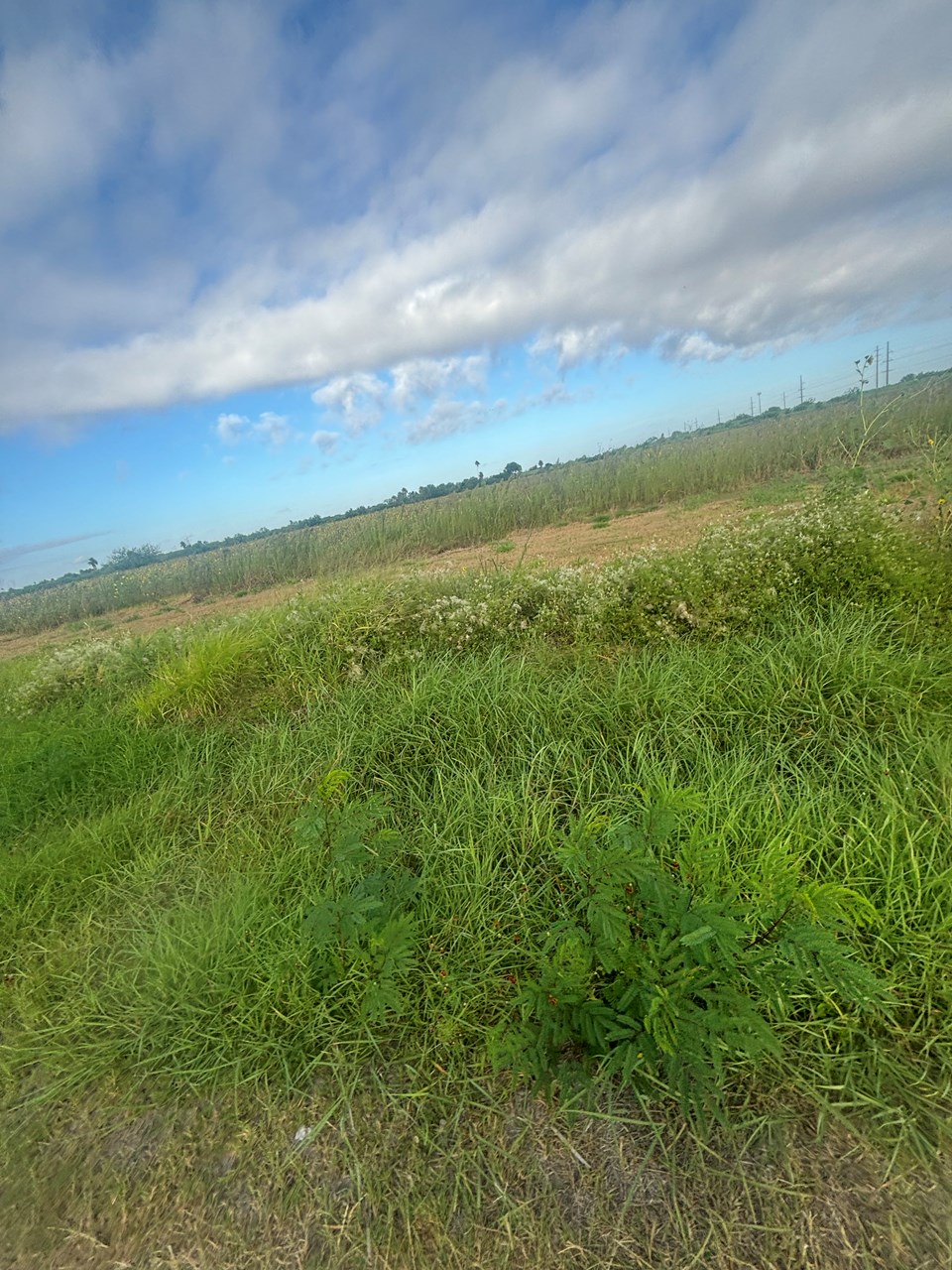  Louisiana 